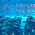 Aquarium in der Dubai Mall Aquarium in der Dubai Mall
