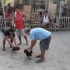 Rooster fight Rooster fight