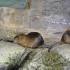 Wasserratten Wasserratten