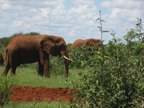 Tsavo National Park West - Auf Pirschfahrt Tsavo National Park West - Auf Pirschfahrt