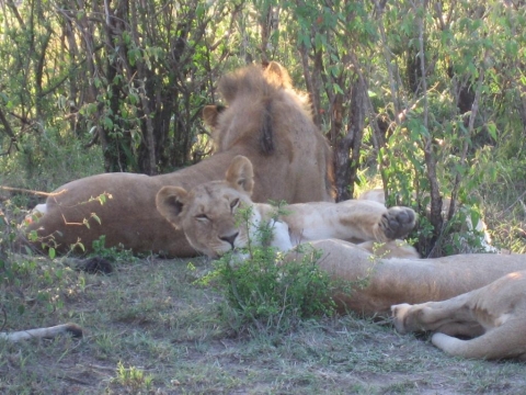 Tsavo National Park West - Löwen aus der Nähe Tsavo National Park West - Löwen aus der Nähe