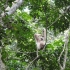 Gibbon beim Relaxen Gibbon beim Relaxen