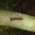 Raupe Raupe