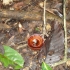 Pilze Pilze
