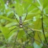 Spinne im Nationalpark Spinne im Nationalpark