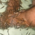 Fische beim Füße knabbern Fische beim Füße knabbern
