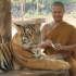 Im Tiger Tempel Im Tiger Tempel