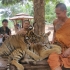 Tiger beim Spielen Tiger beim Spielen