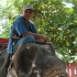 60-jähriger Elefant 60-jähriger Elefant