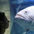 Hallo Fisch Hallo Fisch