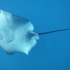 Manta Manta