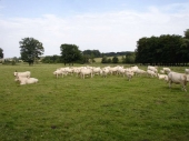 Charolais-Rinder