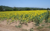 Sonnenblumenfeld bei Sisteron