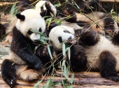 Panda Aufzuchtstation