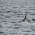 Delfin vor Keflavik Delfin vor Keflavik