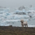 Jökulsarlon Jökulsarlon