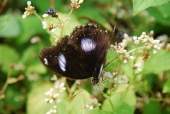 Schmetterling auf der Insel Penang
