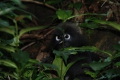 Schwarze Affen auf der Insel Penang