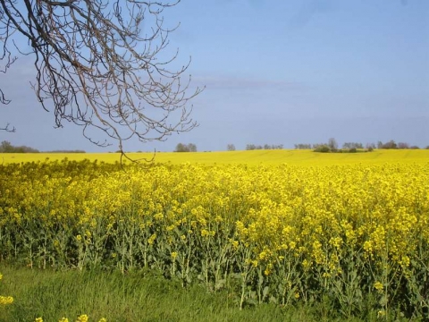 Rügen - unterwegs auf Rügen Rügen - unterwegs auf Rügen