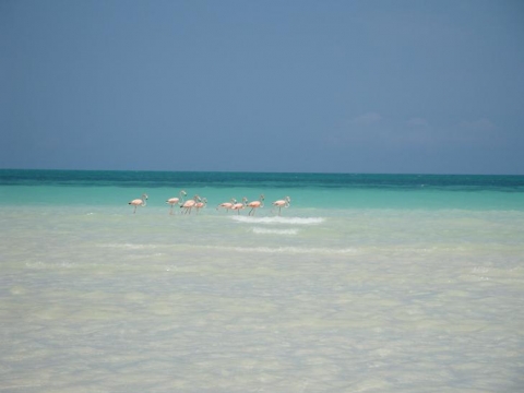 Holbox