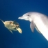 Delfintour