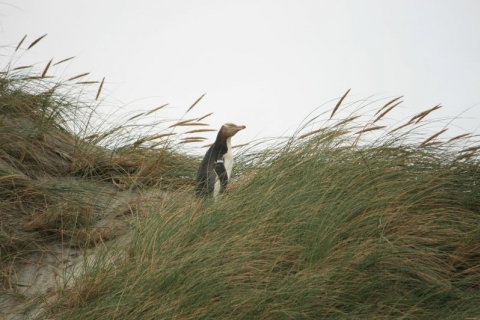 Otago Peninsula - Gelbaugen-Pinguin Otago Peninsula - Gelbaugen-Pinguin