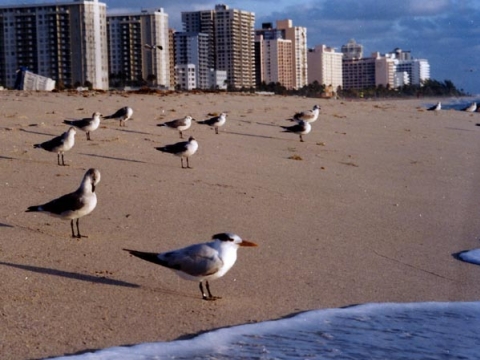 Miami - Miami Beach Miami - Miami Beach
