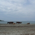 Kühe am Strand Kühe am Strand