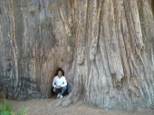 Redwoods