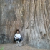 Redwoods