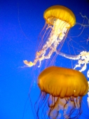 Vancouver Aquarium