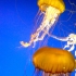 Vancouver Aquarium