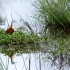 Greater St. Lucia Wetlands Park Greater St. Lucia Wetlands Park