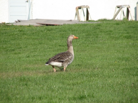 Reykjavík