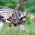 Hluhluwe Game Reserve Hluhluwe Game Reserve
