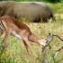 Hluhluwe Game Reserve Hluhluwe Game Reserve