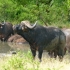 Hluhluwe Game Reserve Hluhluwe Game Reserve