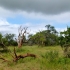 Hluhluwe Game Reserve Hluhluwe Game Reserve