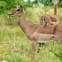 Hluhluwe Game Reserve Hluhluwe Game Reserve