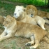 Lion Park Lion Park