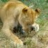Lion Park Lion Park