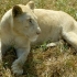 Lion Park Lion Park
