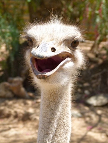 Little Karoo - Ostrich Farm Little Karoo - Ostrich Farm