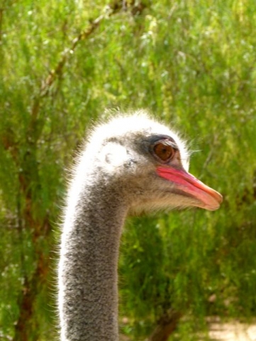 Little Karoo - Ostrich Farm Little Karoo - Ostrich Farm