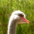 Ostrich Farm Ostrich Farm