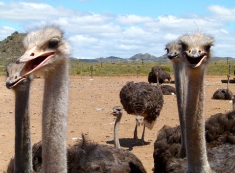 Little Karoo - Ostrich Farm Little Karoo - Ostrich Farm