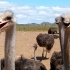 Ostrich Farm Ostrich Farm