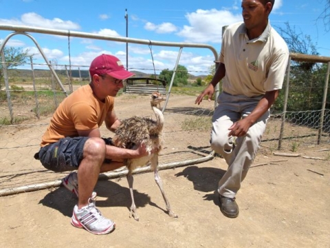 Little Karoo - Ostrich Farm Little Karoo - Ostrich Farm