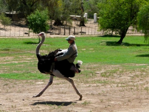 Little Karoo - Ostrich Farm Little Karoo - Ostrich Farm