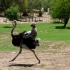 Ostrich Farm Ostrich Farm